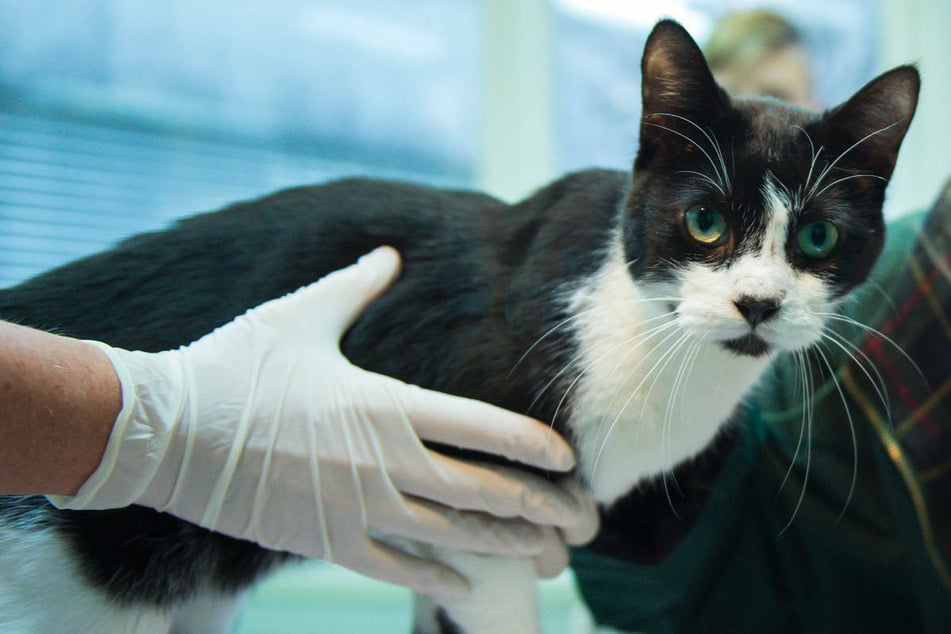 Jetzt geht's Berliner Katzen an den Kragen: Senat beschließt Kastrationspflicht