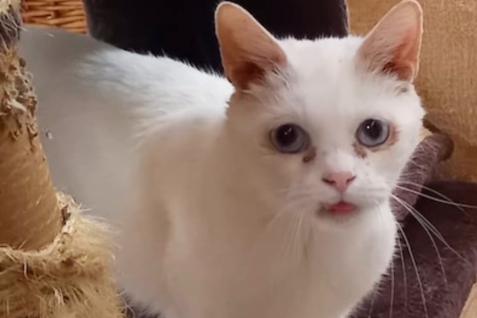 Dulce, pero terco: Archi, con sus 15 años, ya ha vivido bastante y sabe lo que quiere.