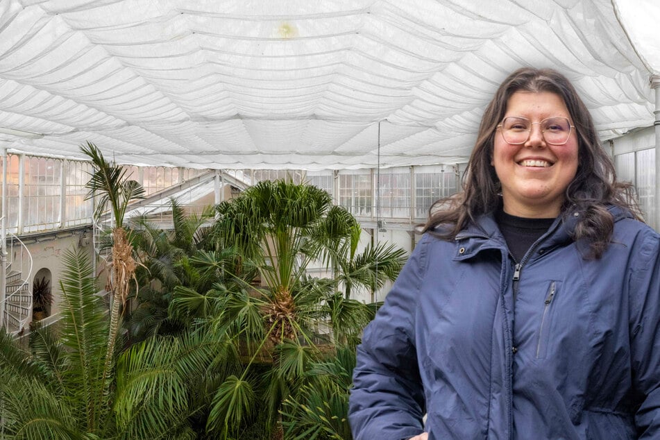 Dresden: Sommers wie winters: Palmenhaus will Jahreszeiten mit Hightech-Vorhang trotzen