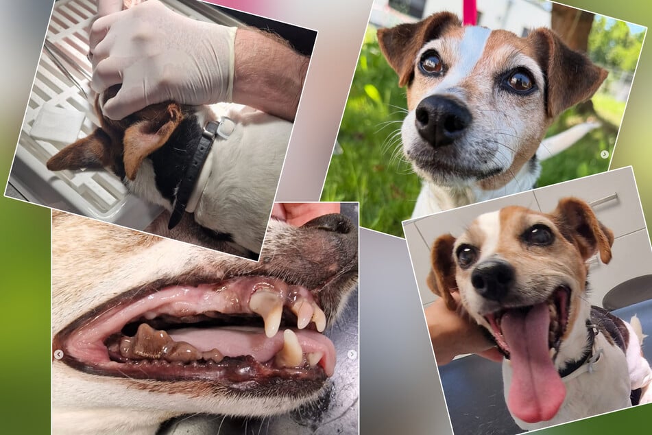 Die Bilder, die das Tierheim Bergheim von Maja über ihren Instagram-Account teilten.
