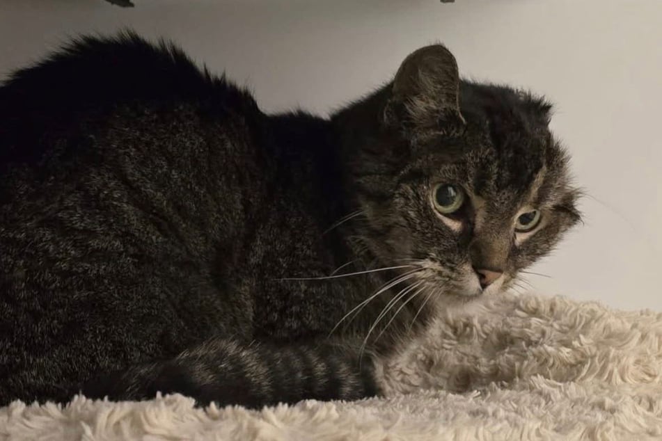 Al gato le falta la oreja completa.