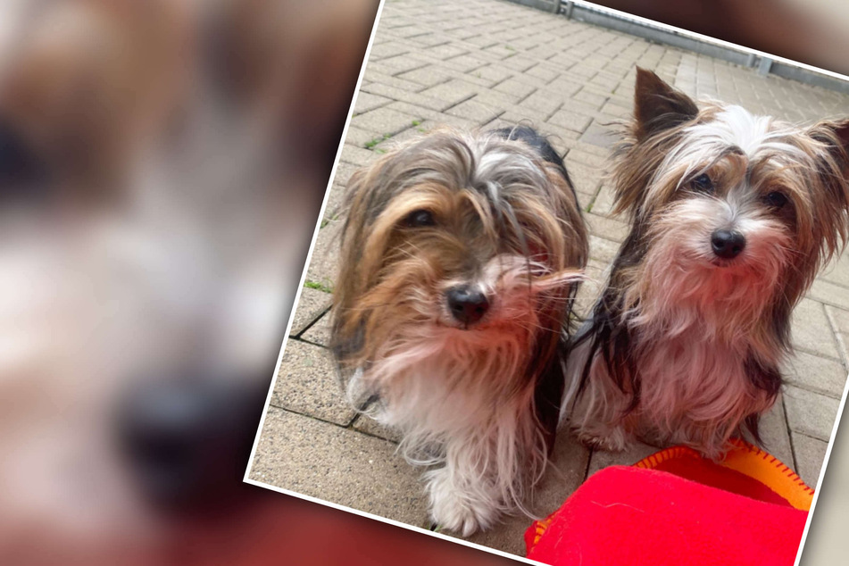 Drollige Hunde mit traurigem Schicksal: Nun müssen sie nochmal von vorn anfangen