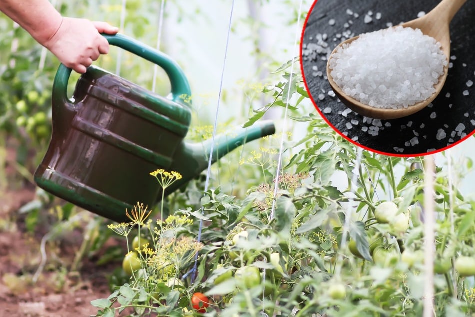 Darf man Tomaten wirklich mit Salzwasser gießen?