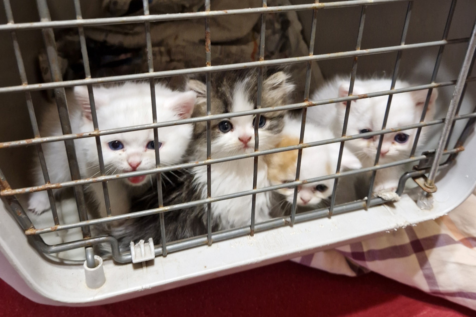 Diese vier Katzenbabys wurden infolge eines Polizeieinsatzes im südhessischen Groß-Zimmern sichergestellt und wieder mit ihrer Mutter vereint.