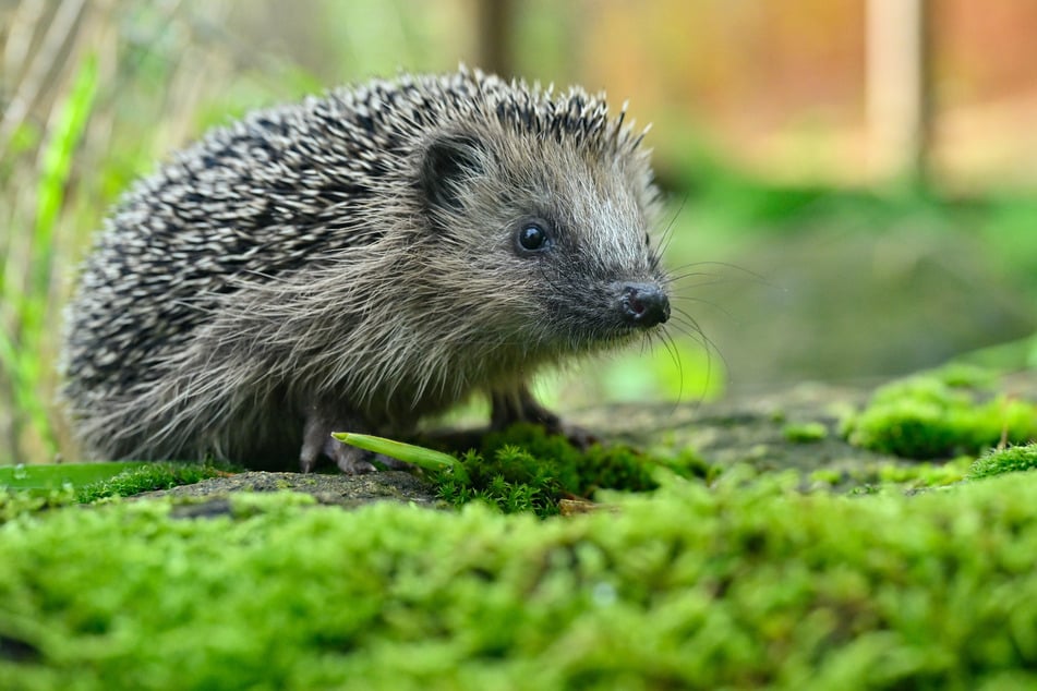 40 Tote, 400 Verletzte, die Dunkelziffer deutlich drüber: Der Igel ist in Gefahr in Leipzig!