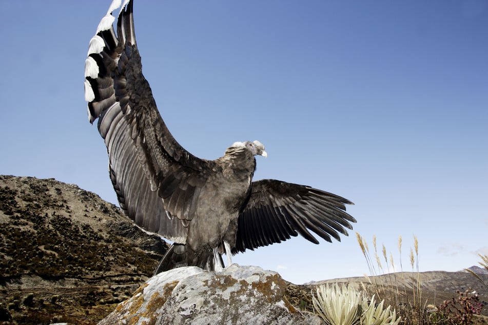 The Andean condor can sometimes reach a wingspan of more than 10 feet.