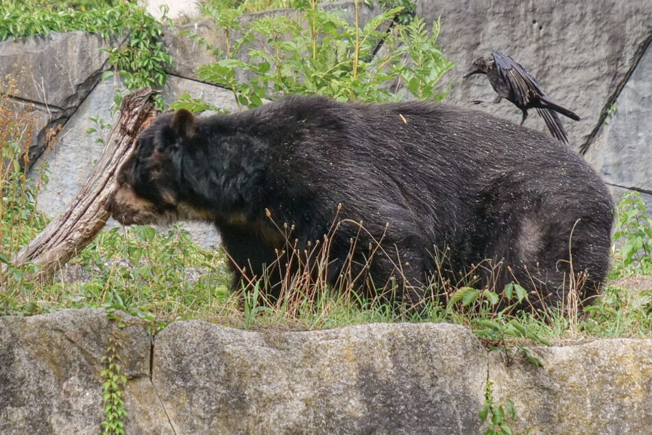 Brillenbär Ambrose wandert von seinem See bergauf durch die Gebirgslandschaft in der Wilhelma. Der fast 31 Jahre alte Bär starb am Mittwoch.