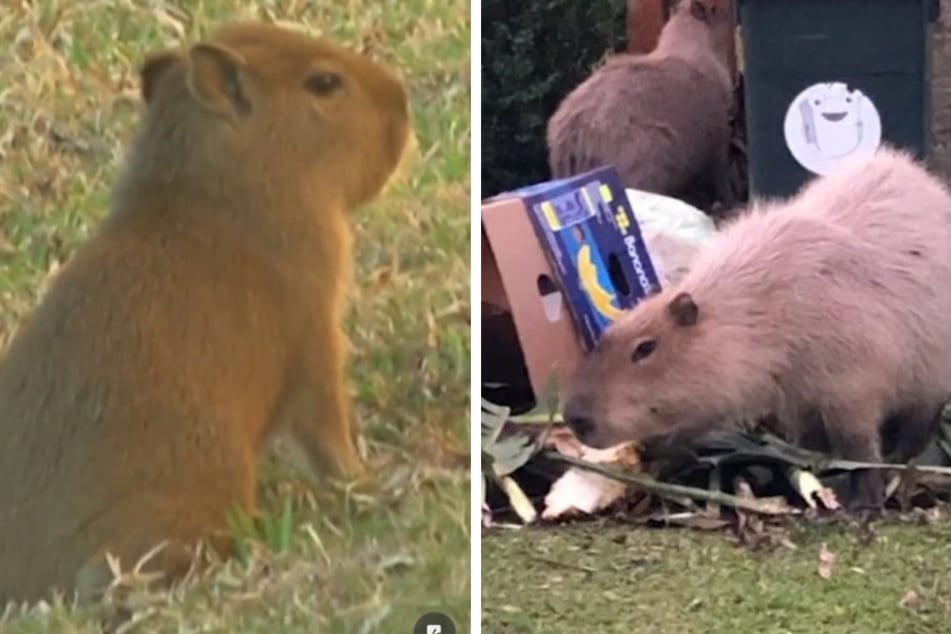 These native Capybaras recycle their country after people in Argentina built a gated community.