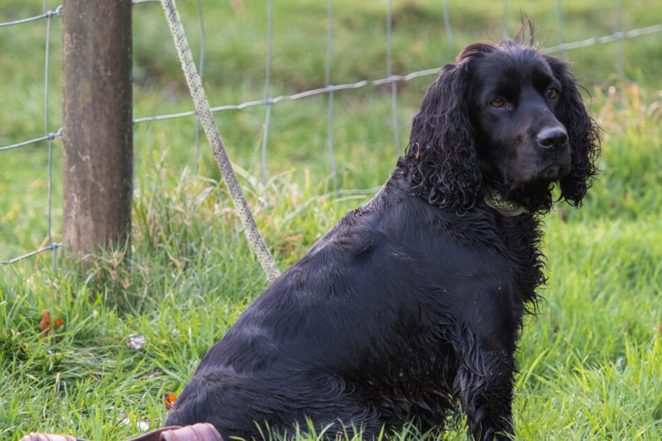 Mann bekommt gestohlenen Hund nach Monaten zurück und erlebt eine faustdicke Überraschung