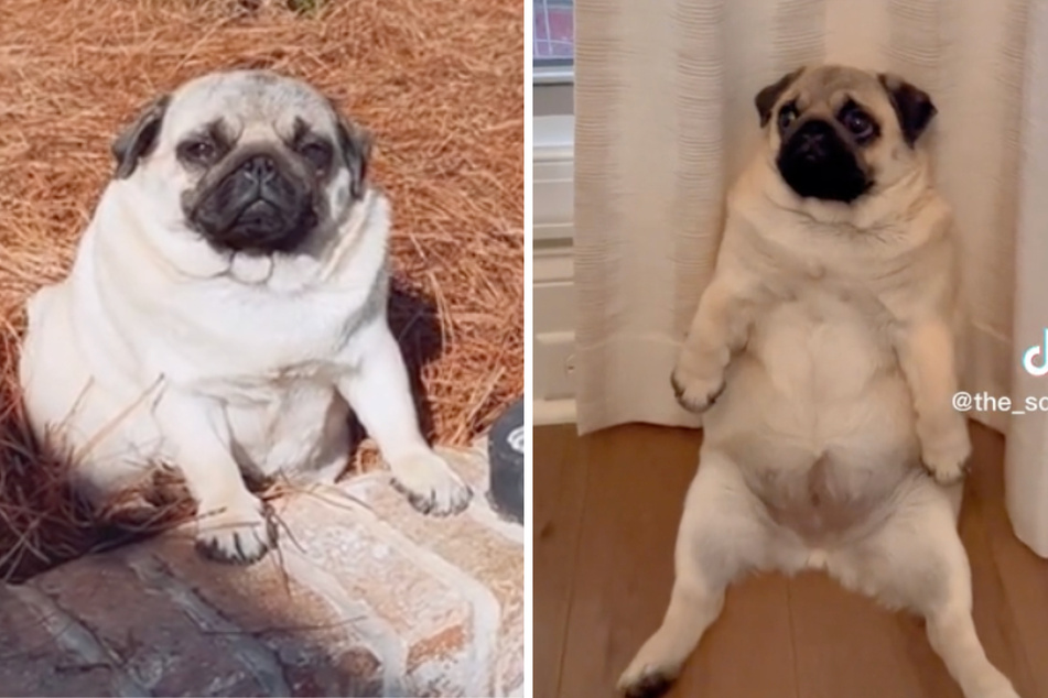 Pug dog "squish biscuit" thrills TikTok by chilling like a villain with a special friend