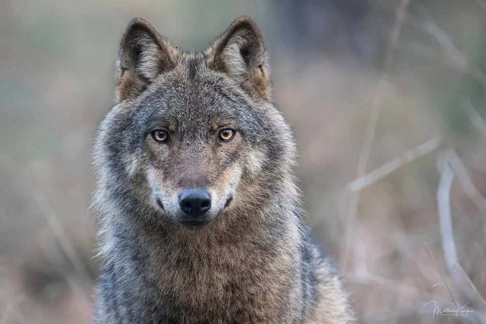 Laut Landesamt fielen die Kälber dem Wolf zum Opfer.