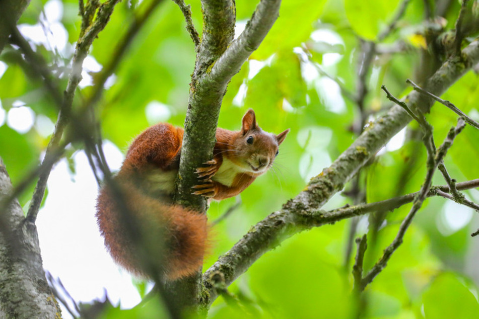 Ein Eichhörnchen sitzt auf einem Ast in einem Baum.