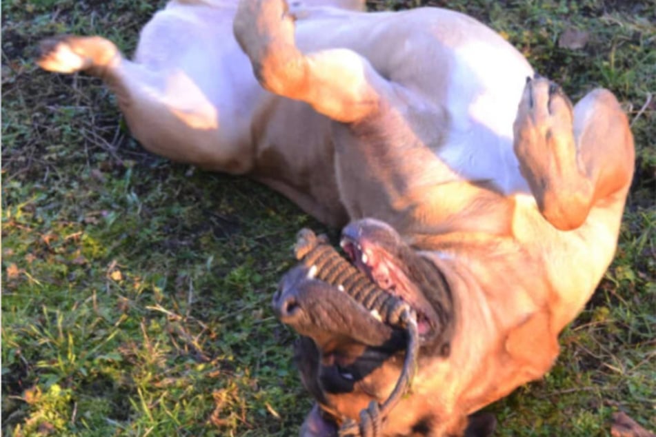 Dobby liebt es zu spielen und zu schmusen.