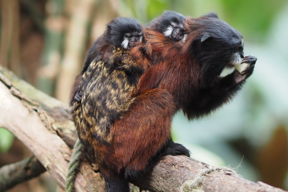 Der Rotschultertamarin im Juni vergangenen Jahres mit seinem Nachwuchs. Nun konnte sich der Affen-Papa erneut über Zuwachs freuen.