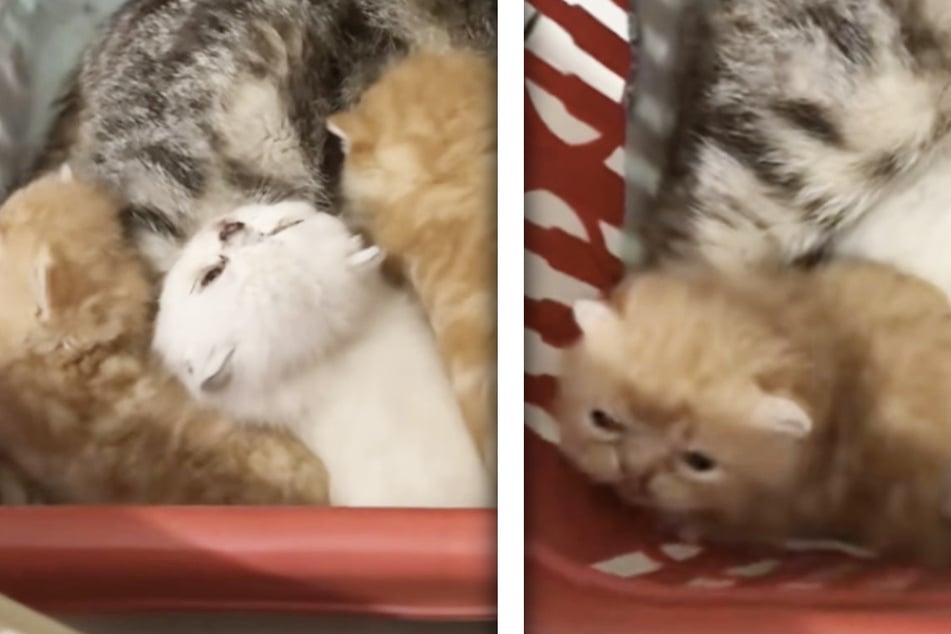 Como hombre en cesta llena de gatitos dulces mira, se le corta la respiración