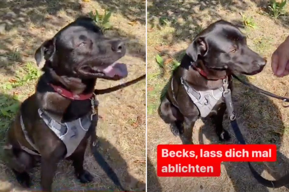 Becks sucht nach ihrem vermasselten TV-Auftritt weiter nach liebevollen Menschen, die sie adoptieren wollen.
