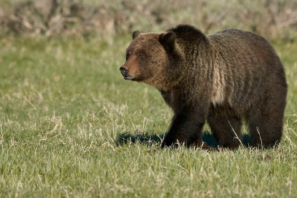 Eine 25-jährige Touristin näherte sich für ein Selfie einer Grizzly-Mama mit Nachwuchs. Das endete in einem Verfahren vor Gericht.