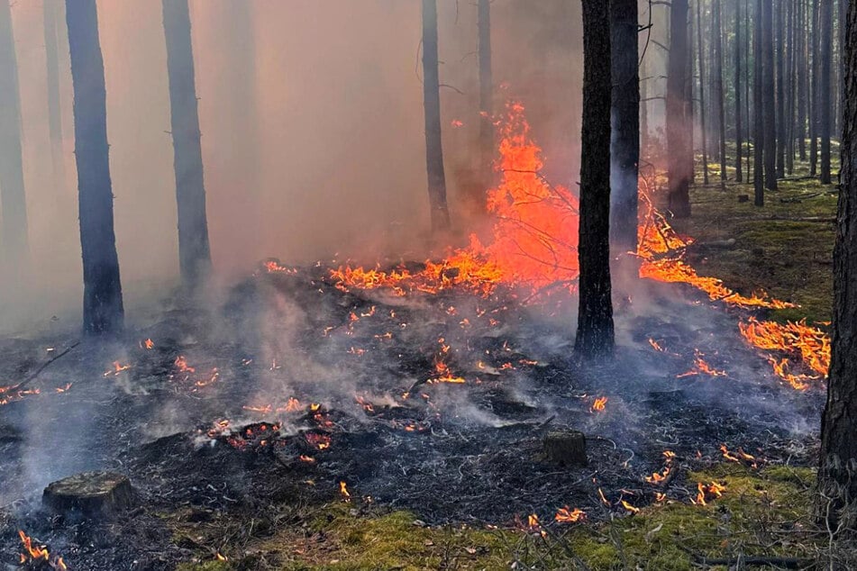 Waldbrand nahe "Tropical Islands" gelöscht