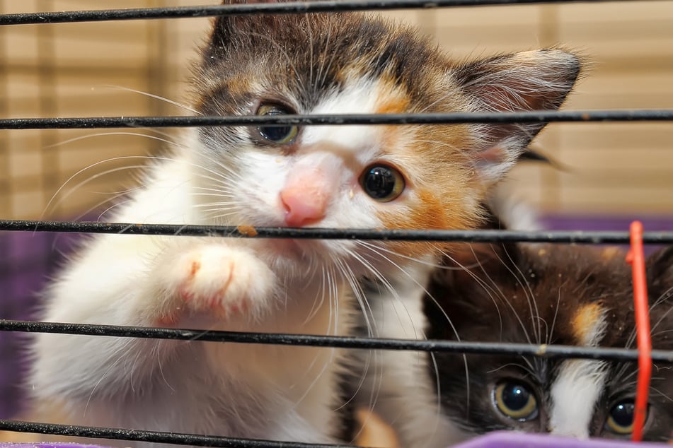 20 Katzen in schlechtem Zustand wurden aus einer Wohnung in Memmingen gerettet. (Symbolbild)