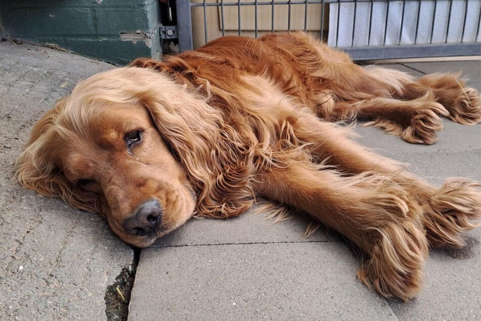 Wenn der Vierbeiner von einem anderen Hund mal eine Ansage bekommt, geht für ihn eine kleine Welt unter.