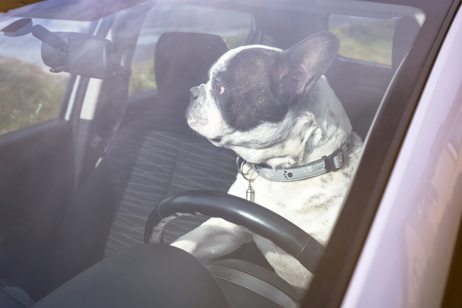 Weder Hunde noch andere Tiere sollten für längere Zeit alleine und ohne Wasser bei verschlossenen Fenstern im Auto gelassen werden.