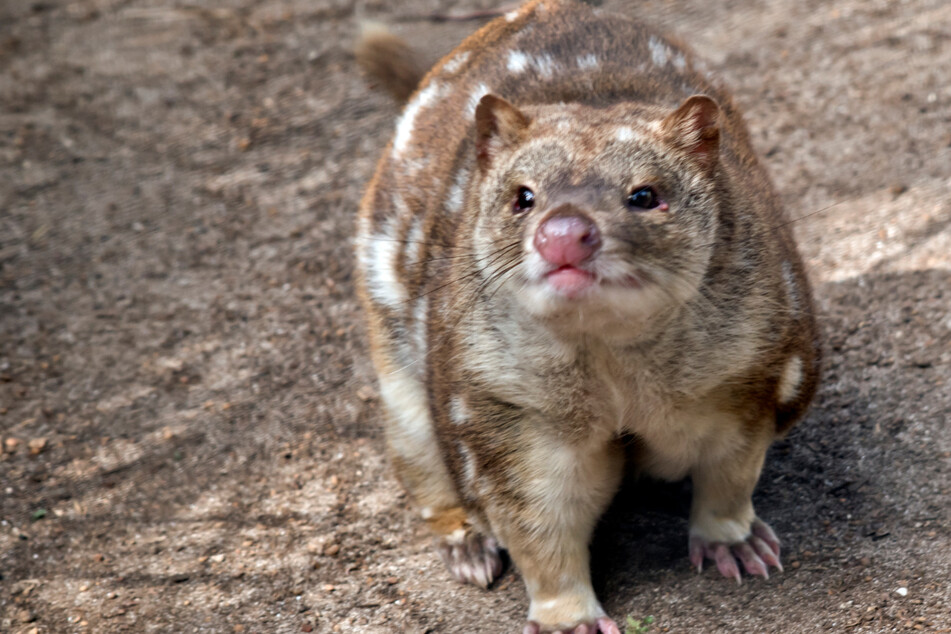 Diese süßen Tierchen halten den Leipziger Zoo auf Trab!