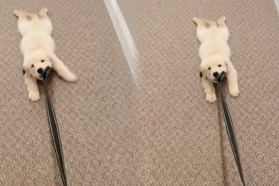 This little puppy doesn't want to go for a walk!
