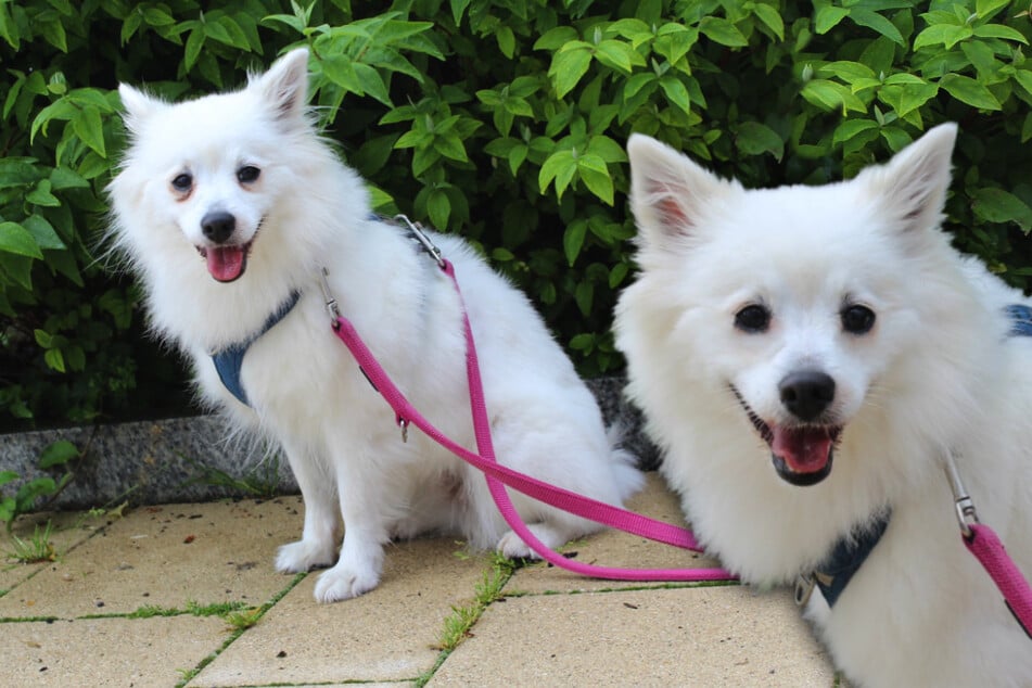 Flauschige Hunde-Dame hofft auf zweite Chance: Findet "Maya" ihr Happy End?