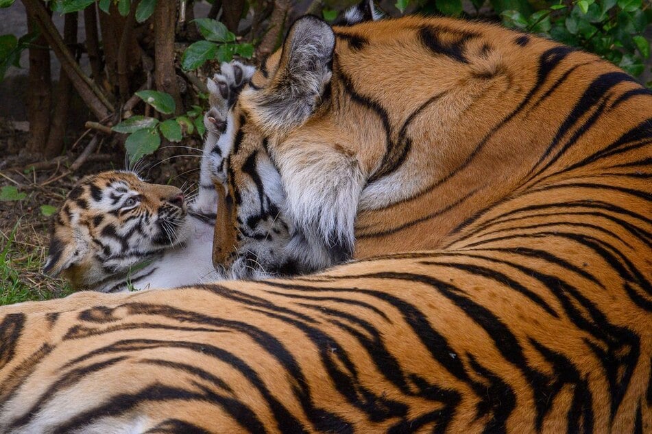 In Magdeburg hat Kater Kratz seinen Auftrag erfüllt: Er verlässt Amurtigerin Stormi-Sheera mit vier Jungen.