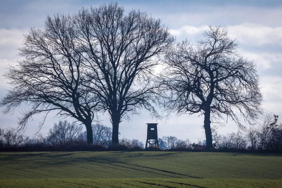 Wandernde Hirsche leben in Teilen Bayerns gefährlich. Dort dürfen die Tiere von Jägern einfach so geschossen werden. (Symbolfoto)