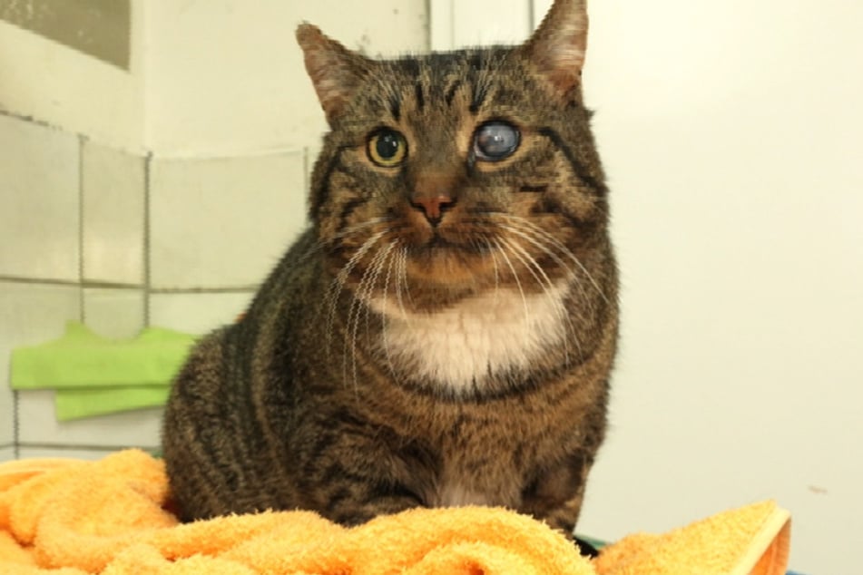 Lincoln nieśmiało wszedł do schroniska w Delitzsch, ale szybko się rozgrzał.