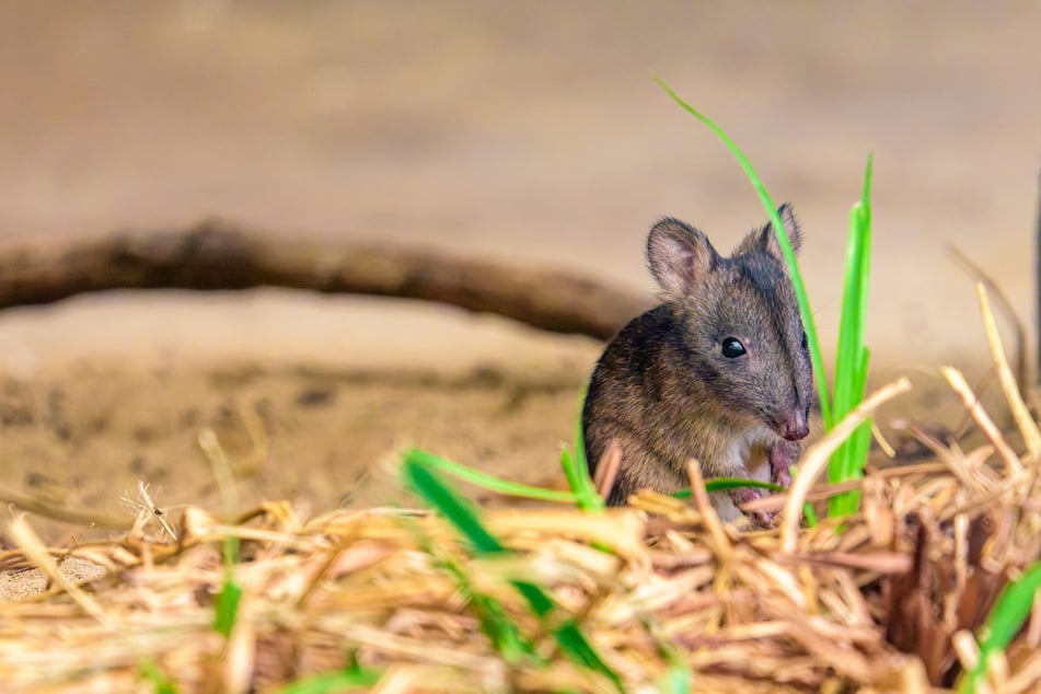 Winzig klein, aber trotzdem ein Beuteltier: Das neugeborene Langschnauzen-Kaninchenkänguru im Zoo Duisburg.