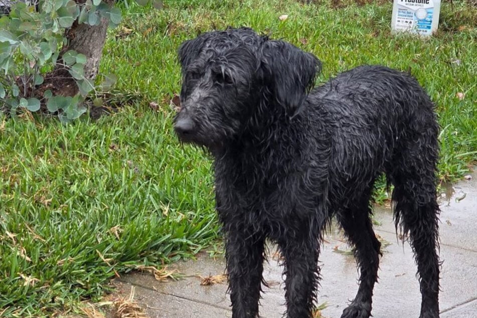 Hund Kirby war vom Regen ganz durchnässt.