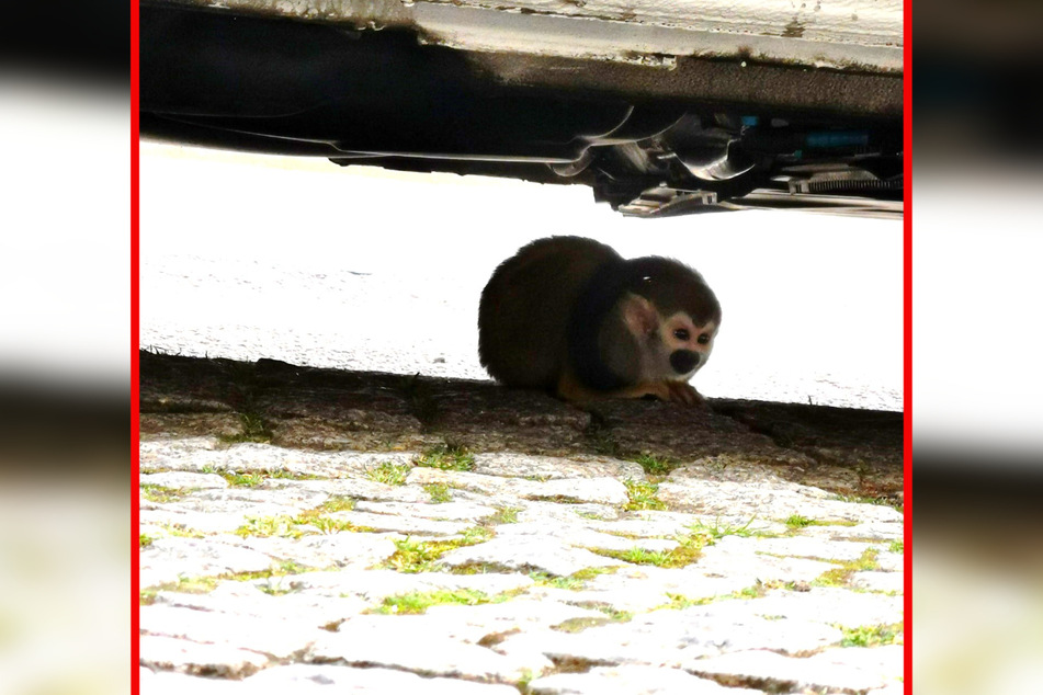 Unter einem Auto wurde das entlaufene Totenkopfäffchen von der Polizei entdeckt. Ein Zoo-Mitarbeiter brachte ihn zurück in den Bergzoo.