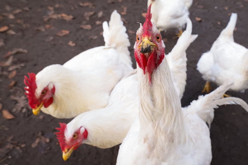 ¡Algunos animales se congelaron! Gallinas abandonadas en el bosque