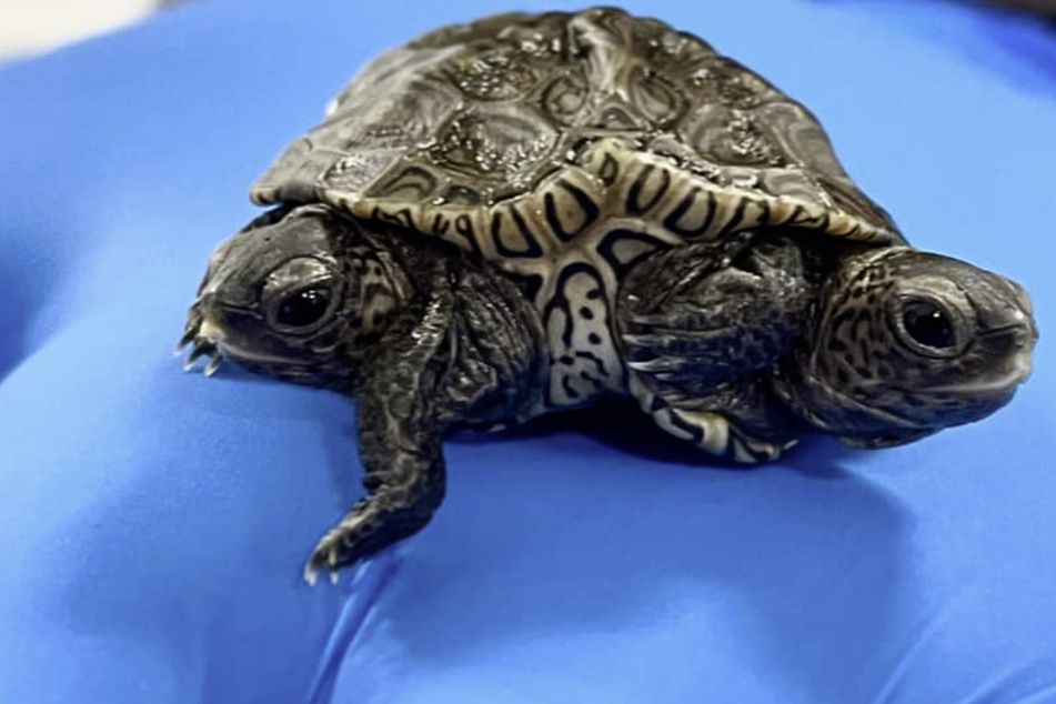 You got it, dude! Two-headed turtle leaves everyone speechless