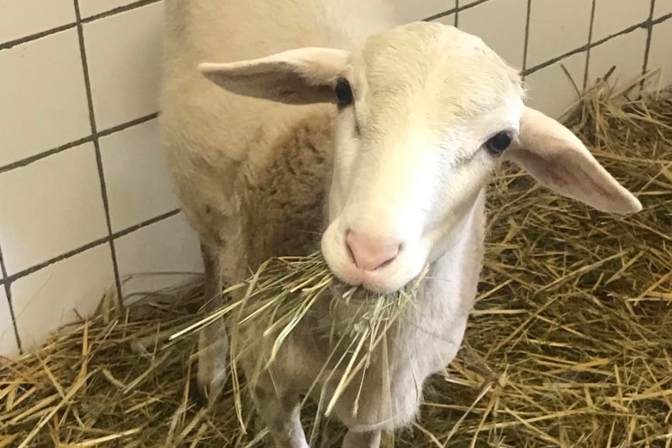 Das Tierheim Eilenburg (Landkreis Nordsachsen) musste Abschied von Schäfchen Whity nehmen.