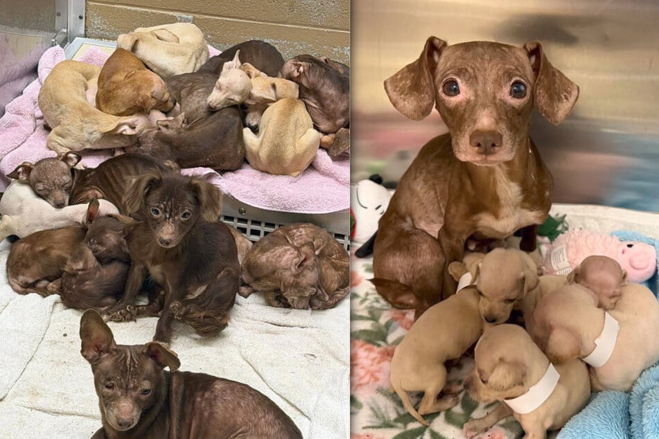 Die geretteten Hunde leben vorerst in der Obhut von "Humane Indiana".
