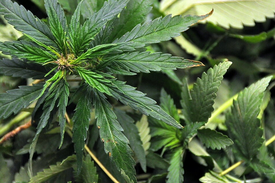 Aus den Blüten und Blättern der weiblichen Hanfpflanze wird das Marihuana gewonnen.