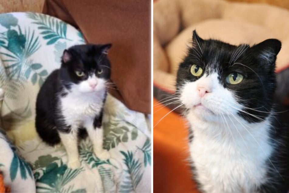 Bislang konnte Charles nicht vermittelt werden.