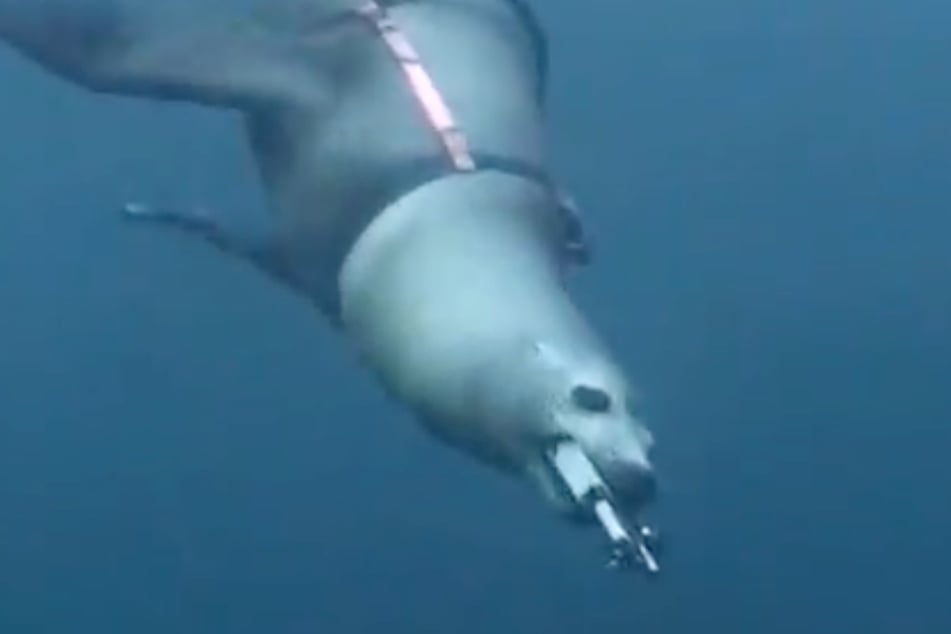 The US Navy's sea lions play video games to improve their cognition.