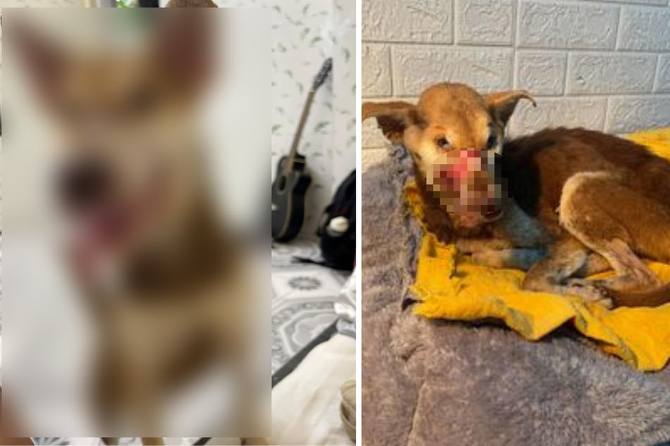 Hundedame wurde das Maul zugeklebt: So prächtig hat sie sich heute entwickelt