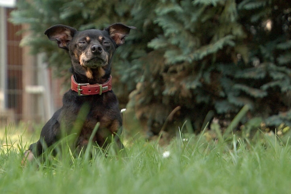 El Zwergpinscher Spike (10) quiere salir del refugio de animales y encontrar una nueva familia.