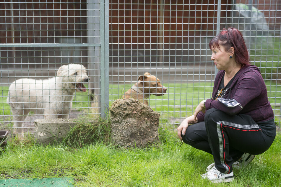 Problem 1: Volle Tierheim-Zwinger durch "Lockdown-Hunde", die zum Trösten angeschafft und schnell wieder weggegeben wurden (im Bild: Regina Barthel-Marr vom Tierheim Freital).