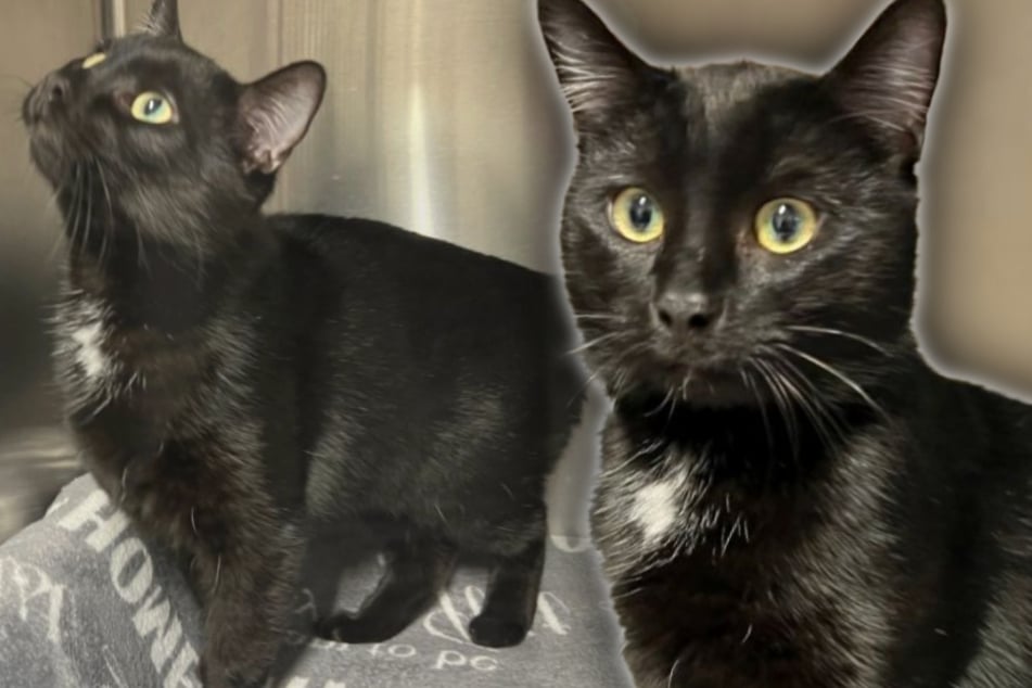 Richtig Pech gehabt: Schmusekater landet kurz nach Vermittlung schon wieder im Tierheim