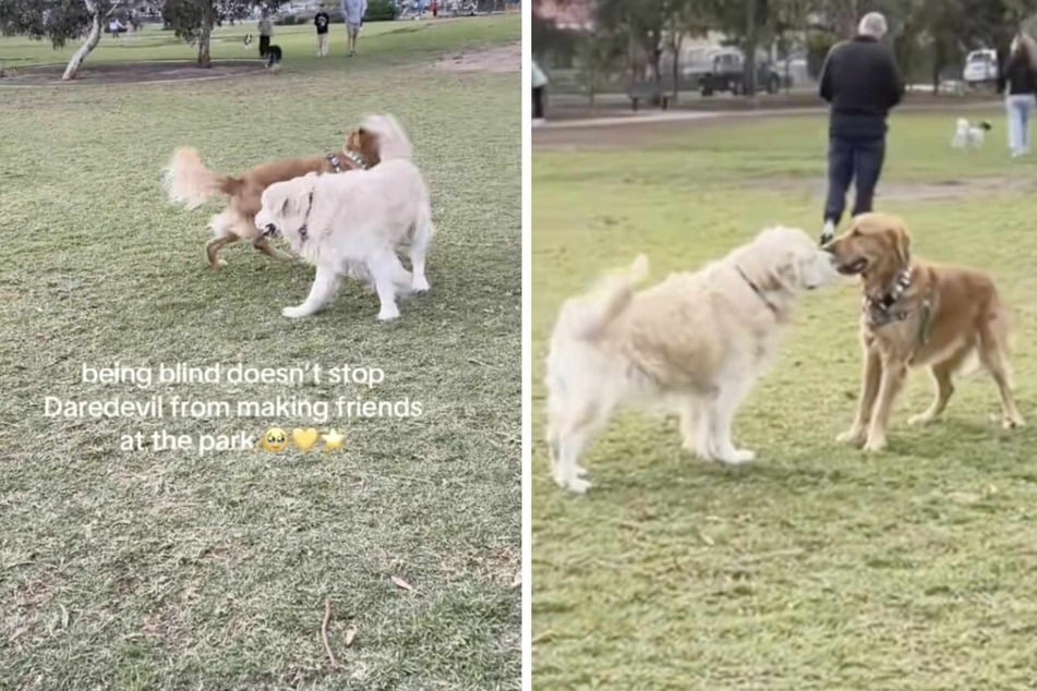 Blind dog makes new friend at the dog park in precious viral footage