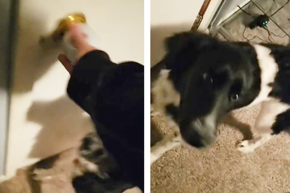 The dog just wanted to go outside, but as a hilarious TikTok clip showed, she changed her mind very quickly!