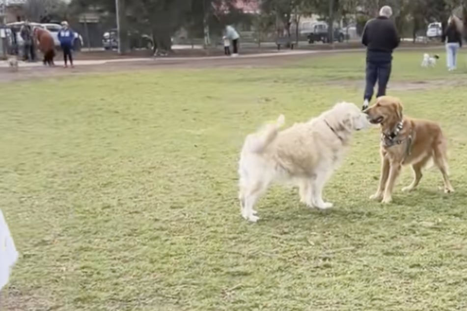 Trotz seiner Blindheit findet Golden Retriever "Daredevil" immer wieder neue Freunde.