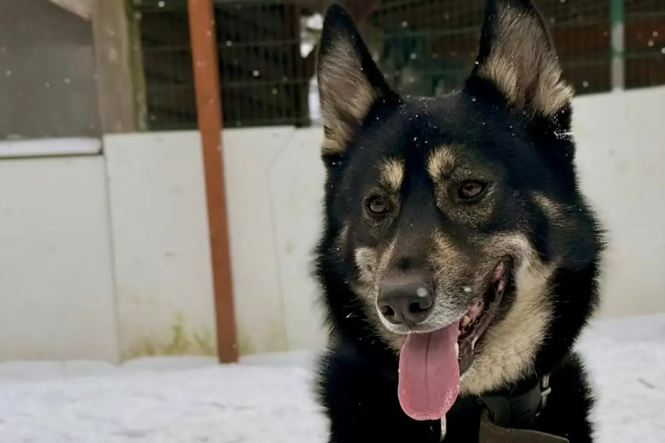 Fenris nunca tuvo una familia: ¿Quién le brinda al perro un hogar lleno de cariño?