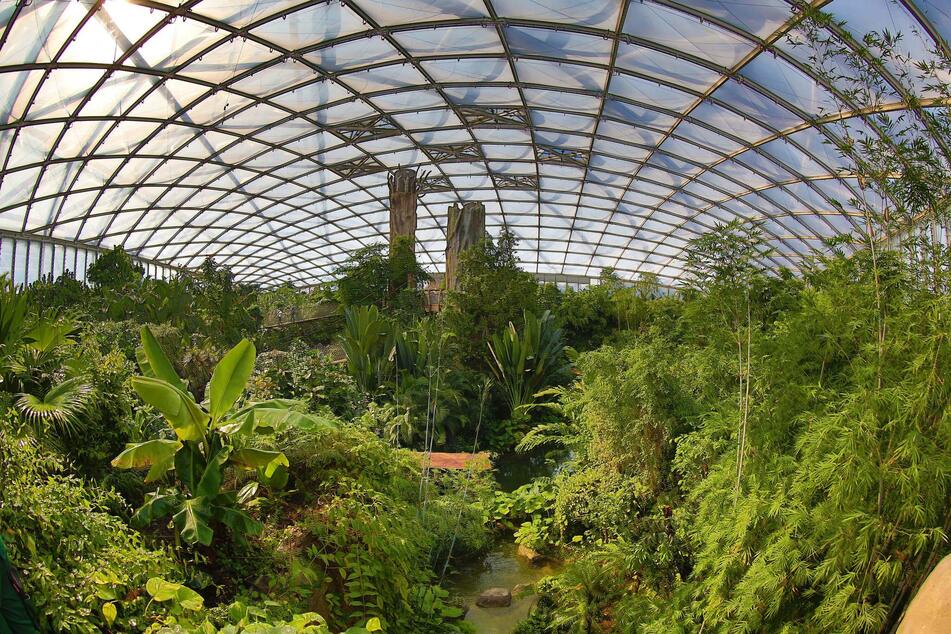 Es dürfen endlich wieder Besucher in die Tropenerlebniswelt Gondwanaland.